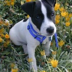 jack russell terrier in black and white_very cute.jpg
