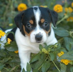Jack Russell Terrier in flowers.jpg
