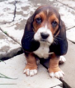 basset pup with big and long ears.jpg
