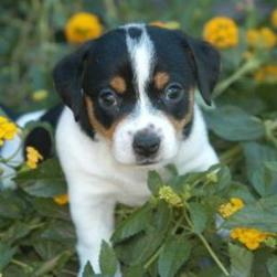 Jack Russell Terrier in flowers.jpg
