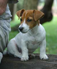Jack Russell Terrier in tan and white.jpg

