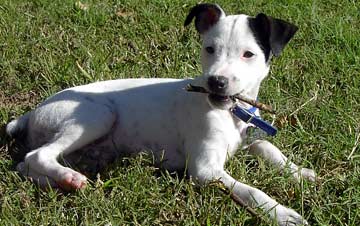 Jack Russell Terrier in white and black.jpg
