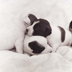 three blach and white Jack Russell Terrier puppies.jpg
