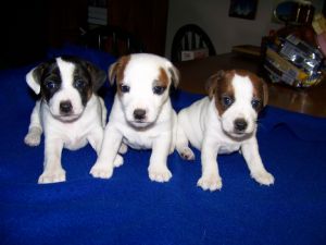 three cute Jack Russell Terrier puppies.jpg

