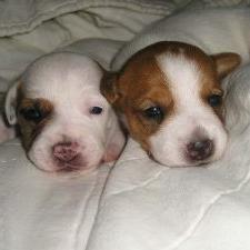 two cute Jack Russell Terrier puppies.jpg
