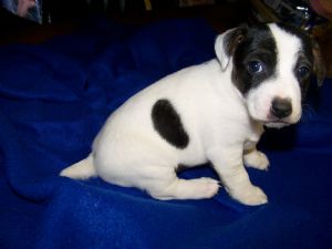 white and black Jack Russell Terrier puppy.jpg
