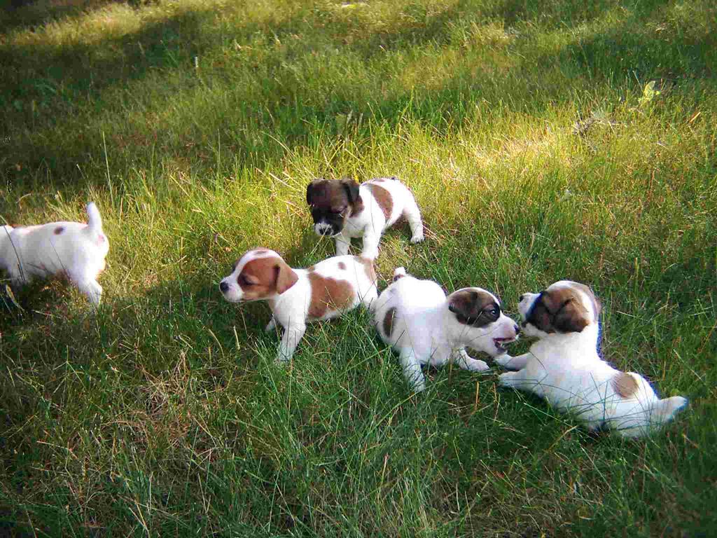 Bloodhound puppies.jpg
