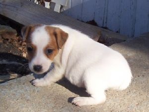 cute Jack Russell Terrier puppy in white n tan.jpg
