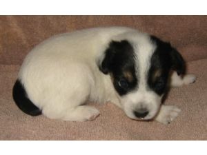 Jack Russell Terrier puppy in white and black.jpg

