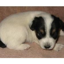 Jack Russell Terrier puppy in white and black.jpg
