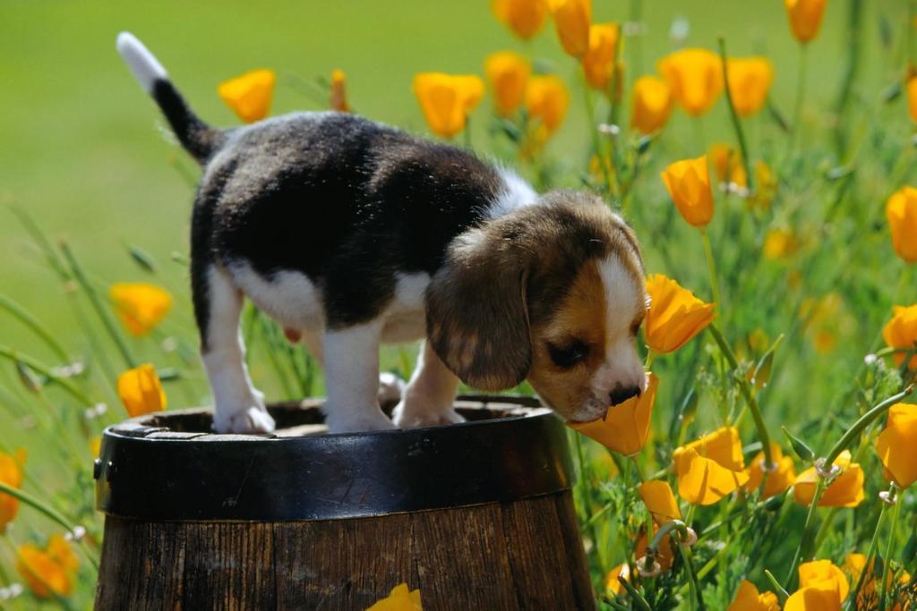 Beagle Puppy in flower garden.jpg
