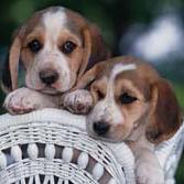 two cute Basset puppies.jpg
