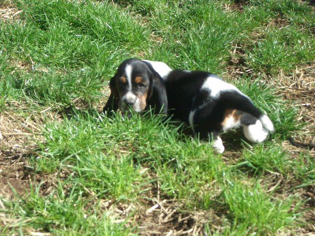 Basset puppy on grass.jpg
