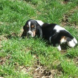 Basset puppy on grass.jpg
