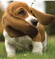 Basset puppy with big ears.jpg

