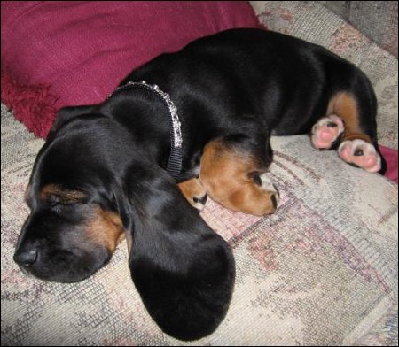 sleepy Basset puppy.jpg
