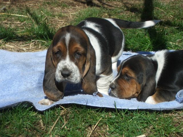 two Basset puppies.jpg
