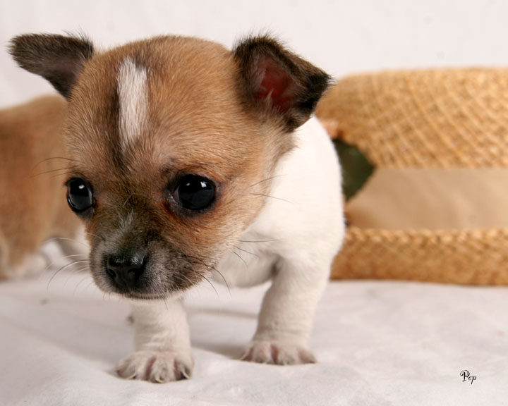 Chihuahua puppy with big eyes.jpg
