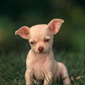 Chihuahua puppy in white.jpg
