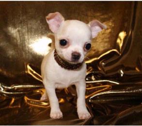 white Chihuahua puppy.jpg

