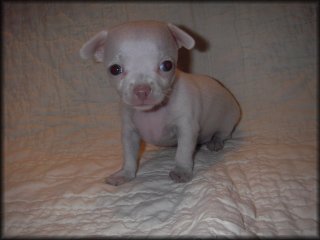 young Chihuahua puppy.jpg

