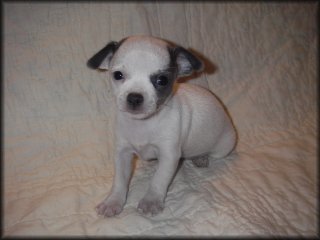 young Chihuahua puppy in white with black dots.jpg
