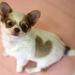 long hair Chihuahua puppy.jpg
