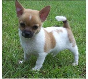 Chihuahua puppy in white and tan with black nose.jpg
