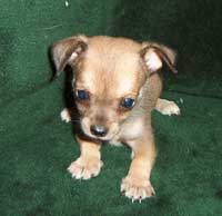 tan Chihuahua puppy.jpg
