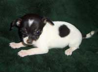 cute young Chihuahua puppy.jpg
