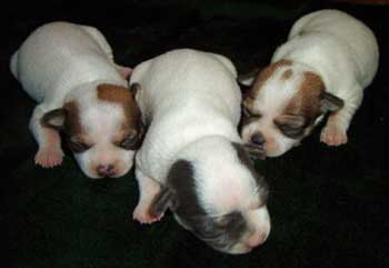 three cute Chihuahua puppies.jpg
