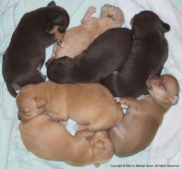 Chihuahua puppies in group.jpg
