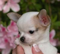 Chihuahua puppy cute face.jpg
