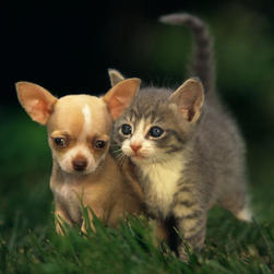Chihuahua puppy and kitten.jpg
