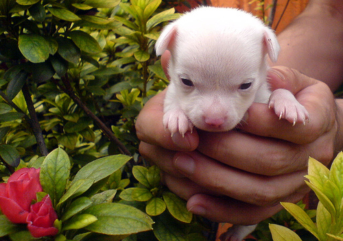 Chihuahua young puppy.jpg
