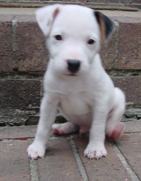 Jack Russell Terrier pup.jpg
