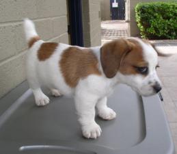 Jack Russell Terrier pup_cute.jpg
