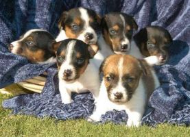 Jack Russell Terrier puppies.jpg

