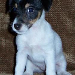 Jack Russell Terrier with white and black.jpg
