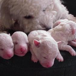 young Bichon puppies with their mom.jpg
