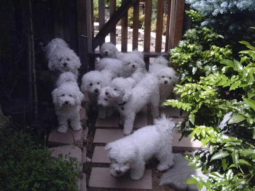 Nine beautiful Bichon puppies.jpg
