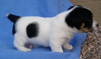 Jack Russell Terrier_white with big black spots.jpg
