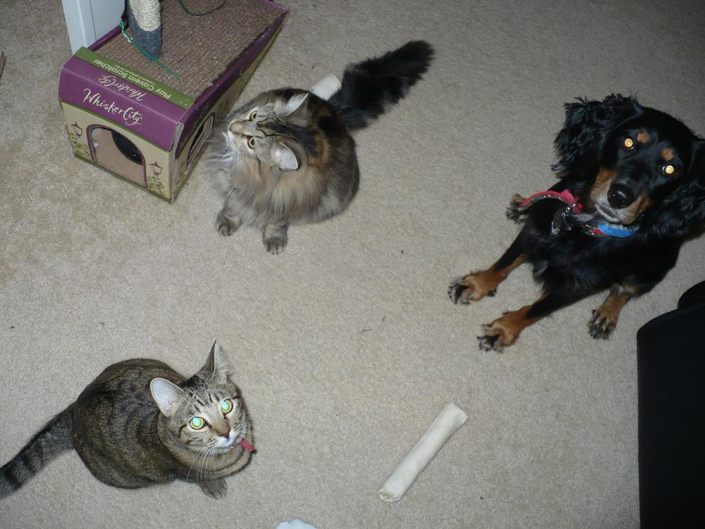 all our three pets are together_Penny dog and cats, Puffy and Nowby (our cats are siblings)
