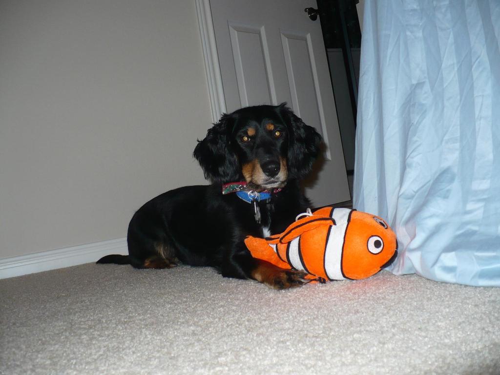 Penny playing with ther Nemo
