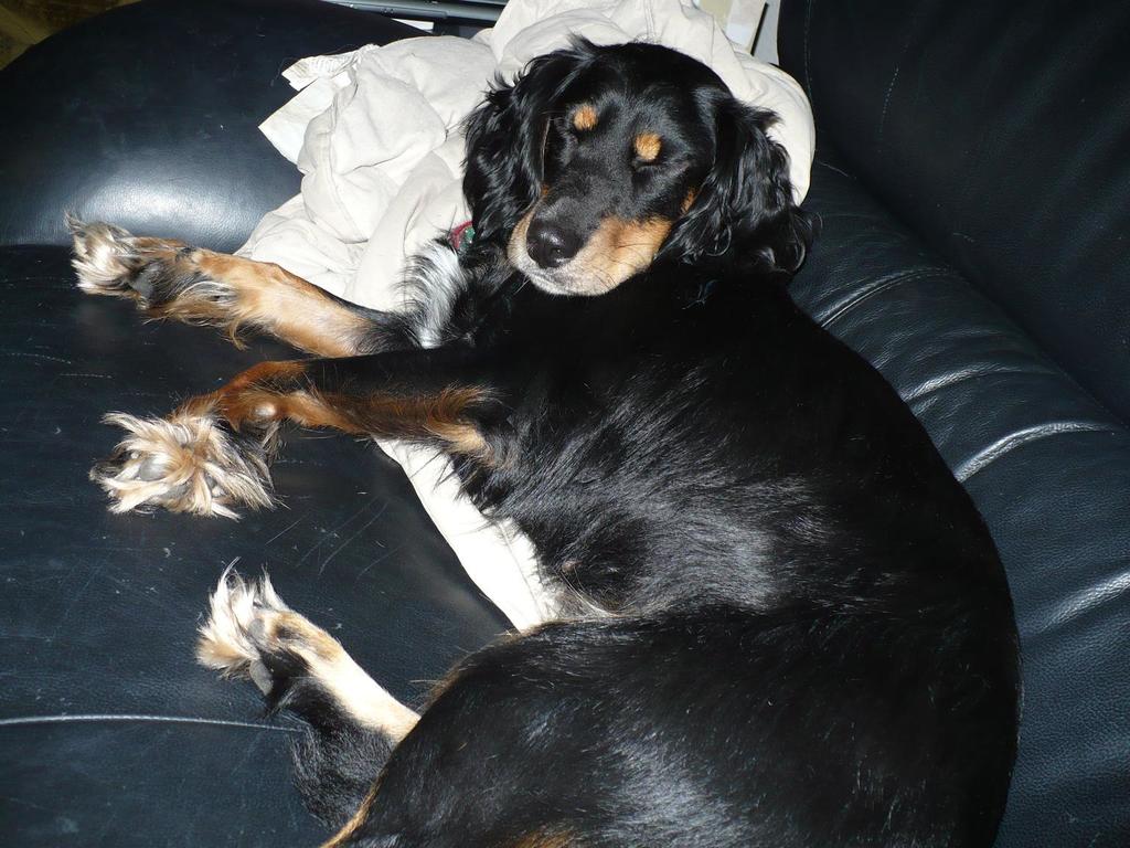 Penny dog sleeping on sofa
