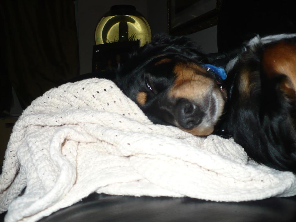 Penny sleeping on the blanket

