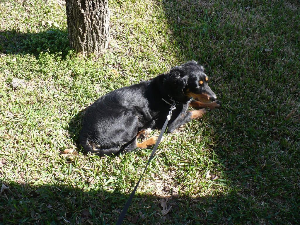 Penny taking a sunbath on the grass
