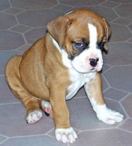 cute around shape boxer puppy.jpg
