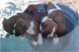 five boxer puppies.jpg
