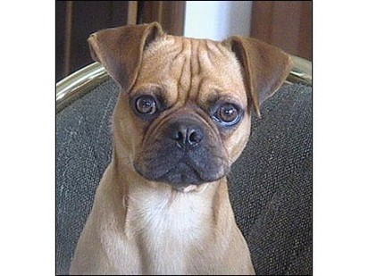 serious looking boxer puppy.jpg
